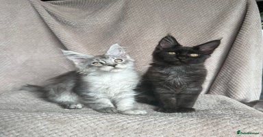 Maine Coon cats in Market Rasen - Advert 11
