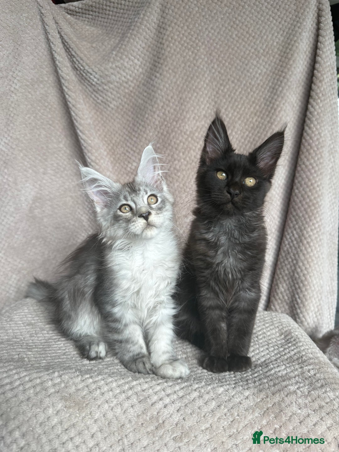 Maine Coon cats for sale: READY THIS WEEKEND mainecoon kittens  in Market Rasen - Image 2