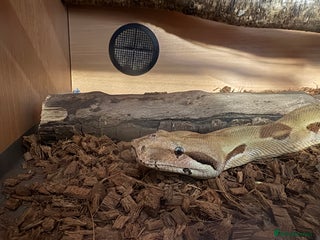 Boa Snake reptiles 6 foot boa - Advert 1