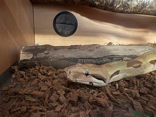 Boa Snake reptiles 6 foot boa - Advert 4