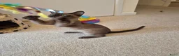 Burmese cats for sale: Gorgeous Pedigree Burmese Kittens - Advert 11