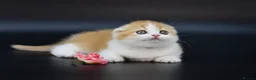 Scottish Fold cats for sale: LICENSED CATTERY PURE BREED TOP QUALITY KITTENS - Advert 12