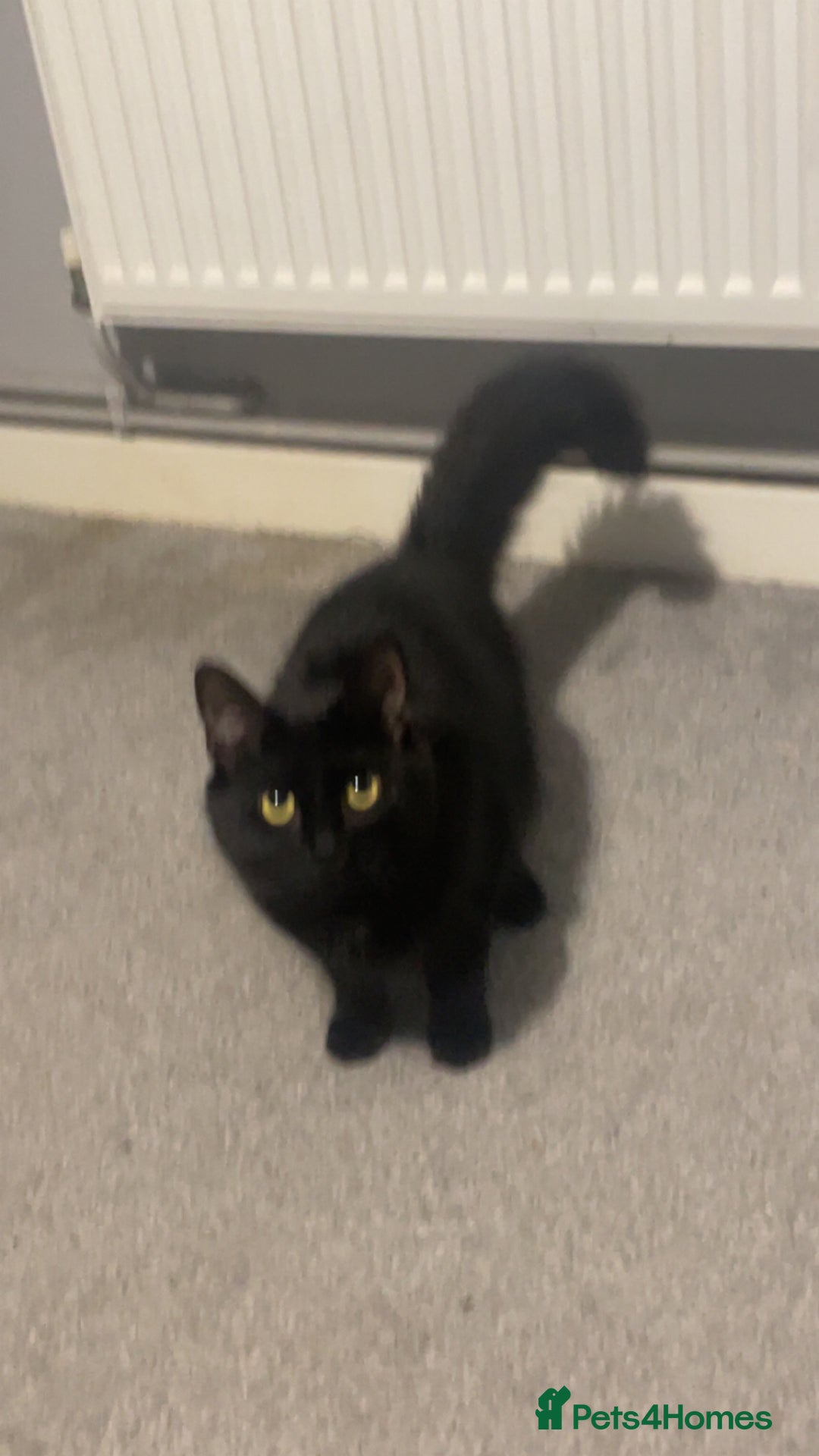 Mixed Breed cats for sale: Cat for sale  - Advert 8