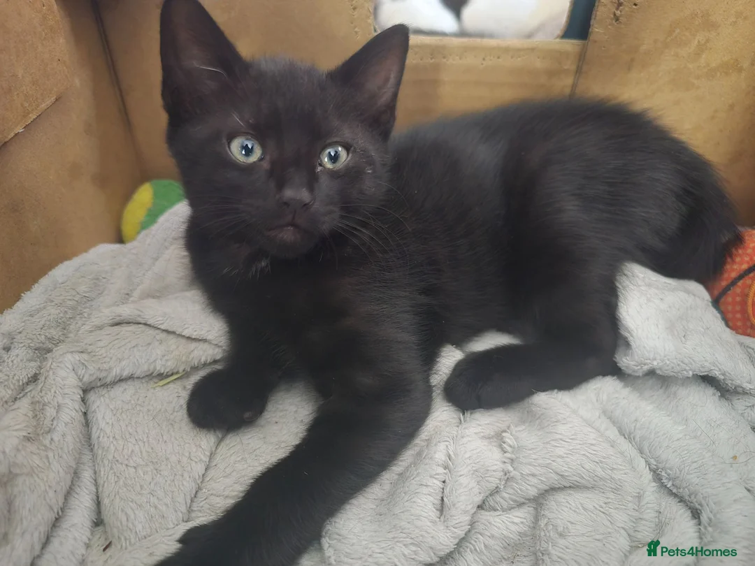 Domestic Shorthair cats for sale: Kittens - Advert 2