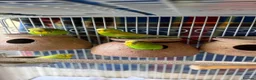 Budgerigars birds for sale: Budgerigar - Advert 3