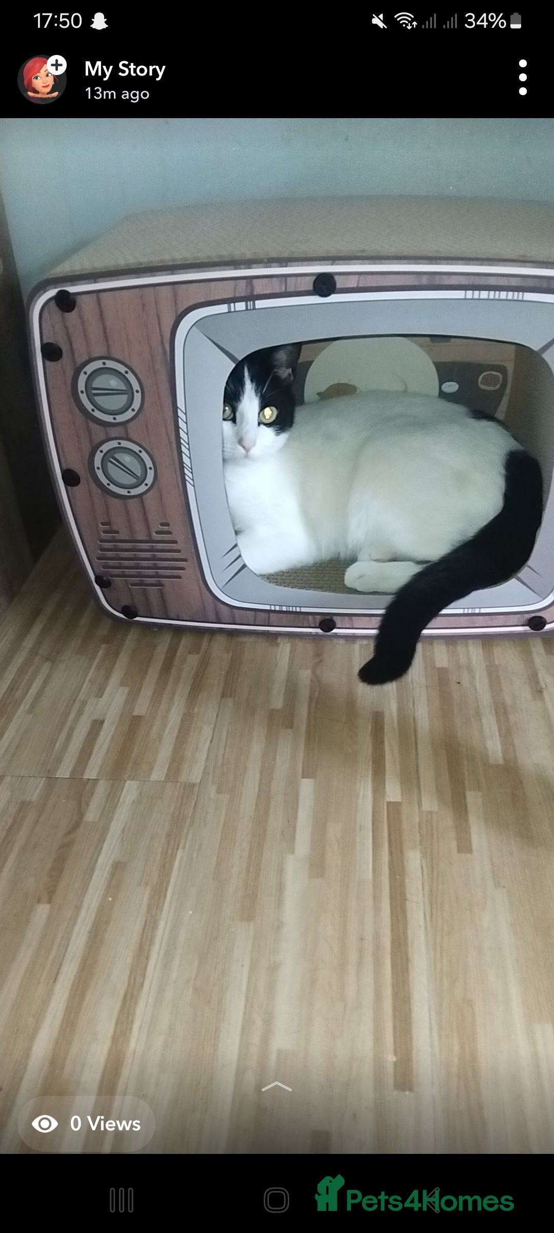British Shorthair cats for sale: Beautiful black and white cat  - Image 2