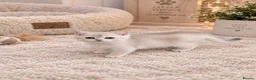 British Shorthair cats for sale: Blue golden chinchila! READY TO GO! - Advert 37