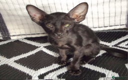 Oriental cats for sale: Three beautiful oriental kittens - Image 7