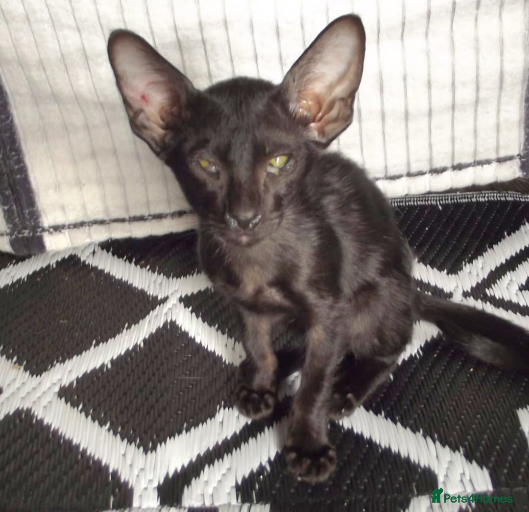 Oriental cats for sale: Three beautiful oriental kittens - Image 7