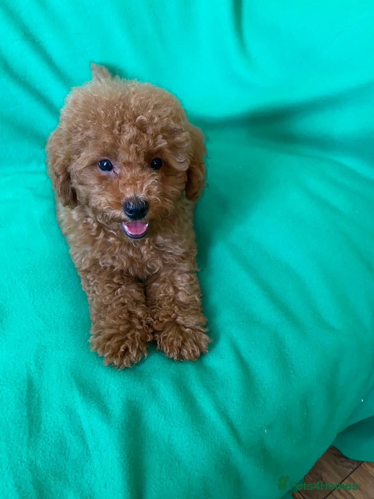 Toy Poodle dogs Exceptional Toy Poodle Girls - Advert 10