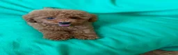 Toy Poodle dogs for sale: Exceptional Toy Poodle Girls in Bristol - Advert 1