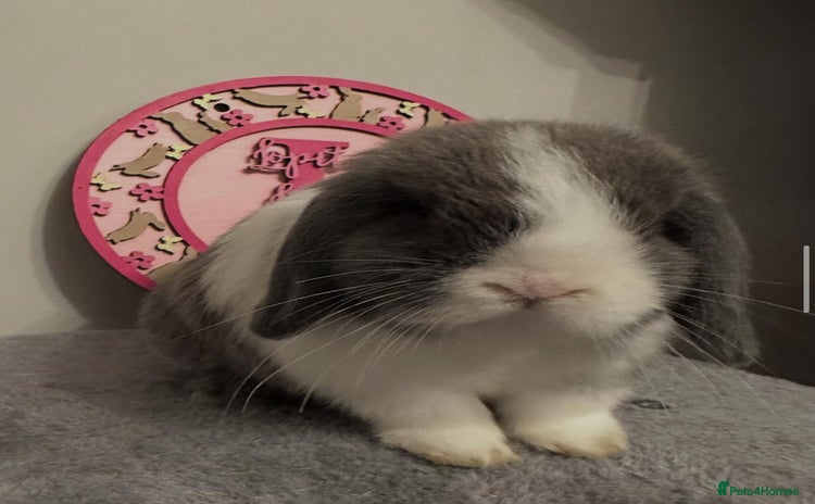 Mini Lop rabbits - Advert 2