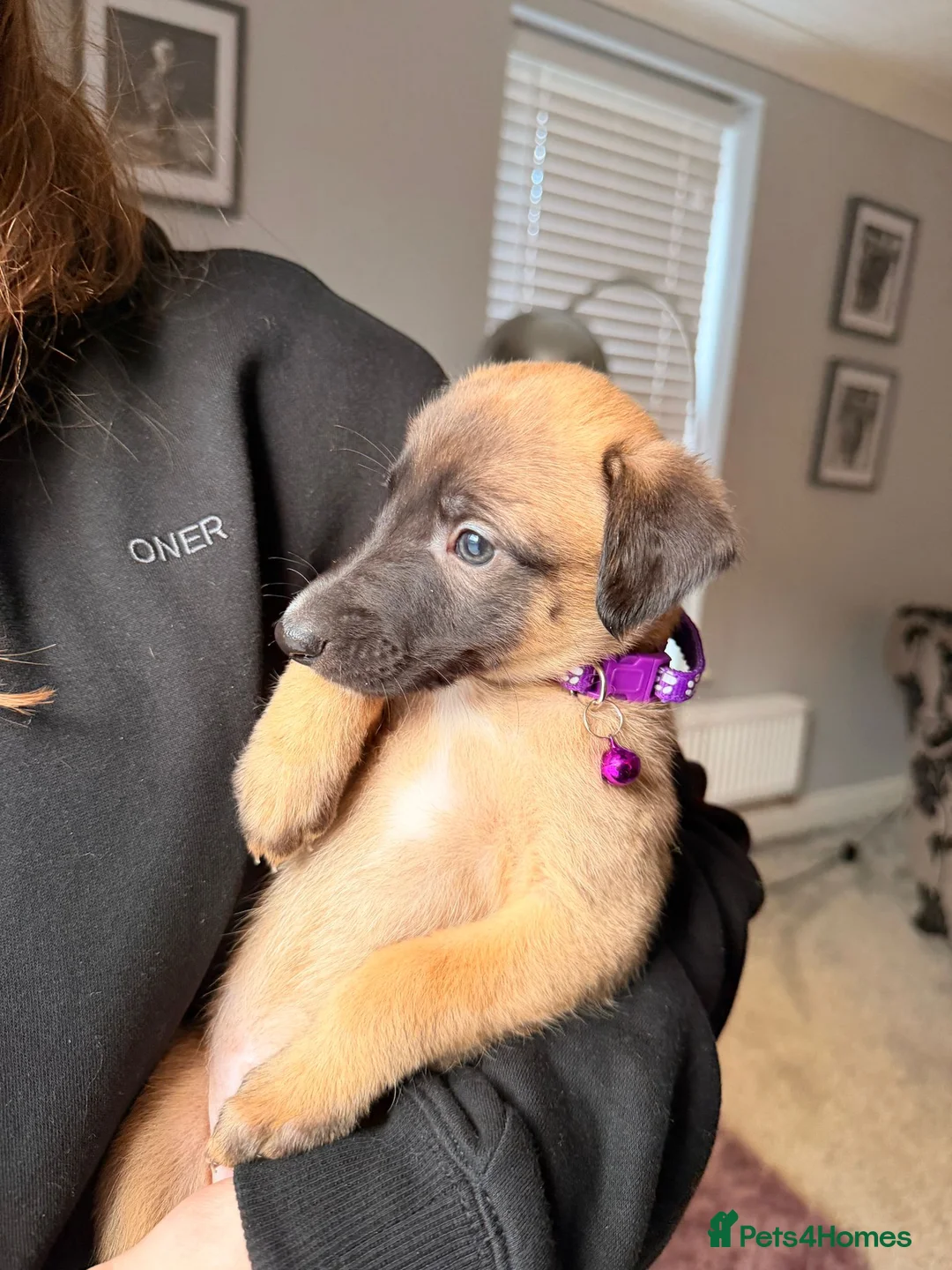 Mixed Breed dogs for sale: All Girls Greyhound/Whippet/Lurcher Cross Puppies! - Advert 13