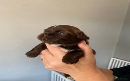Shih Tzu dogs for sale: 5 Beautiful Shih Tzu for sale - Image 11