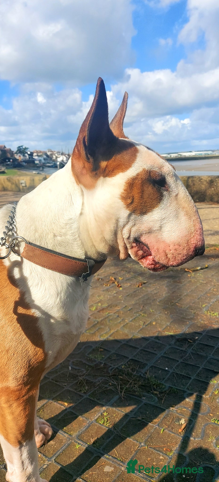 Bull Terrier dogs Bull Terrier Stud Dog Champion lines - Advert 1