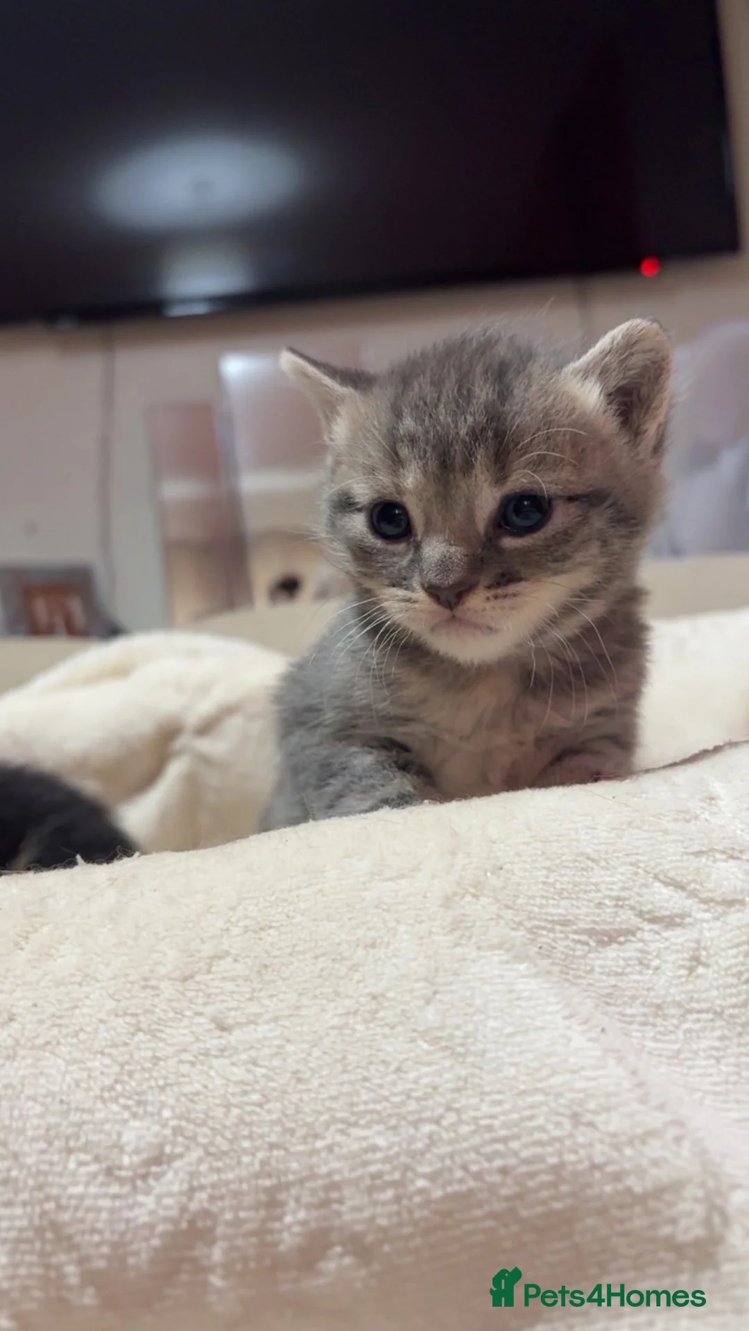 Mixed Breed cats for sale: 4 lovely healthy happy kittens - Advert 2