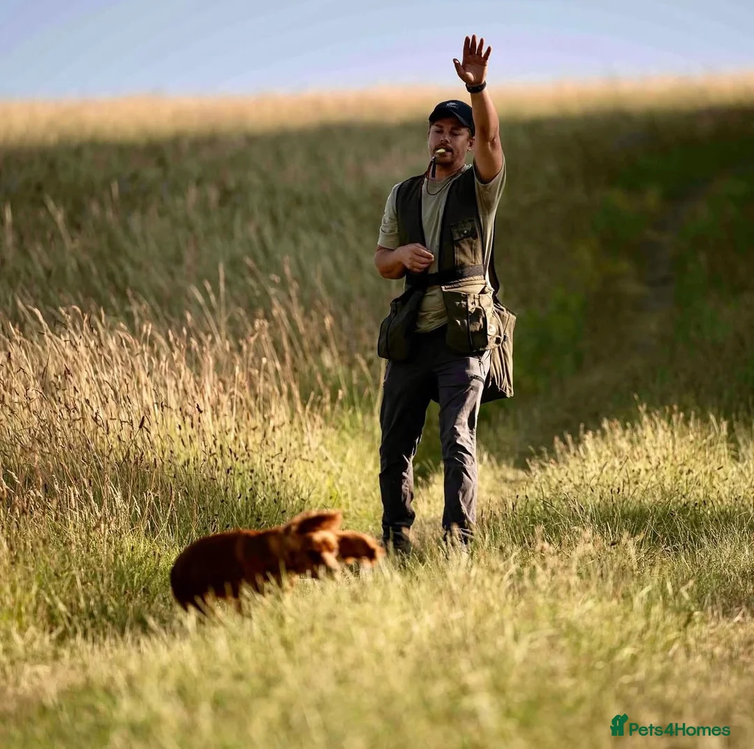 Cocker Spaniel dogs for stud: Ammerdown Greedy Available At Stud. Health Tested - Advert 9