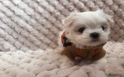 Maltese dogs for sale: ✨💫Tiny Exquisite Bambelina Maltese 💫✨ - Image 12