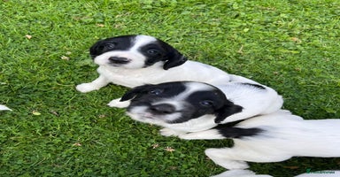 English Springer Spaniel dogs - Advert 2