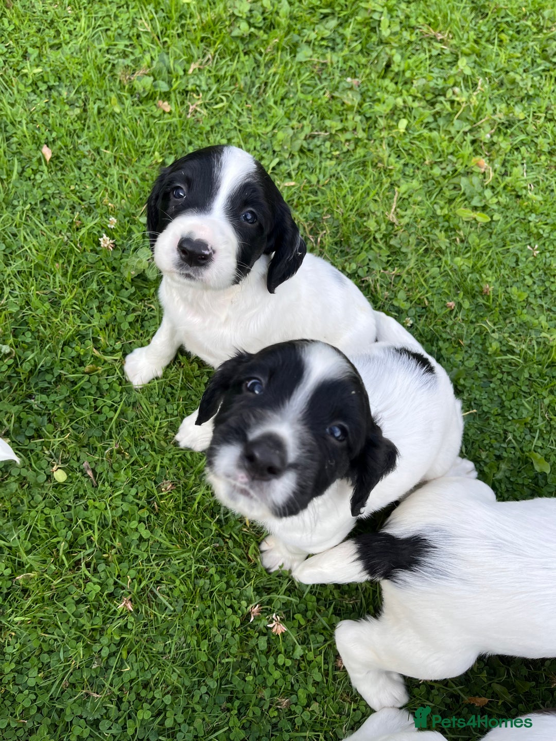 English Springer Spaniel dogs for sale: KC Springer Spaniel Puppies - Image 5