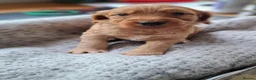 Cockapoo dogs for sale: F1b Cockapoo puppies - Advert 10