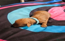 Cockapoo dogs for sale: F2 cockapoo boys 1 left available  - Advert 11