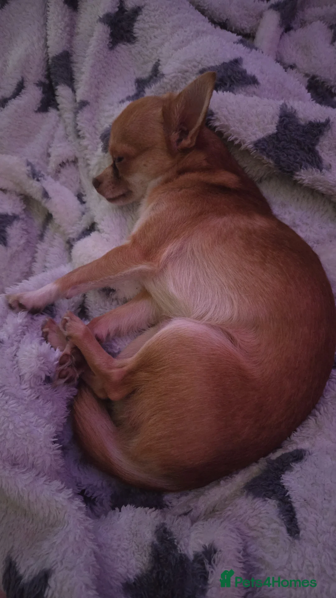 Chihuahua dogs for sale: 2 year old chihuahua looking for forever home  - Advert 3