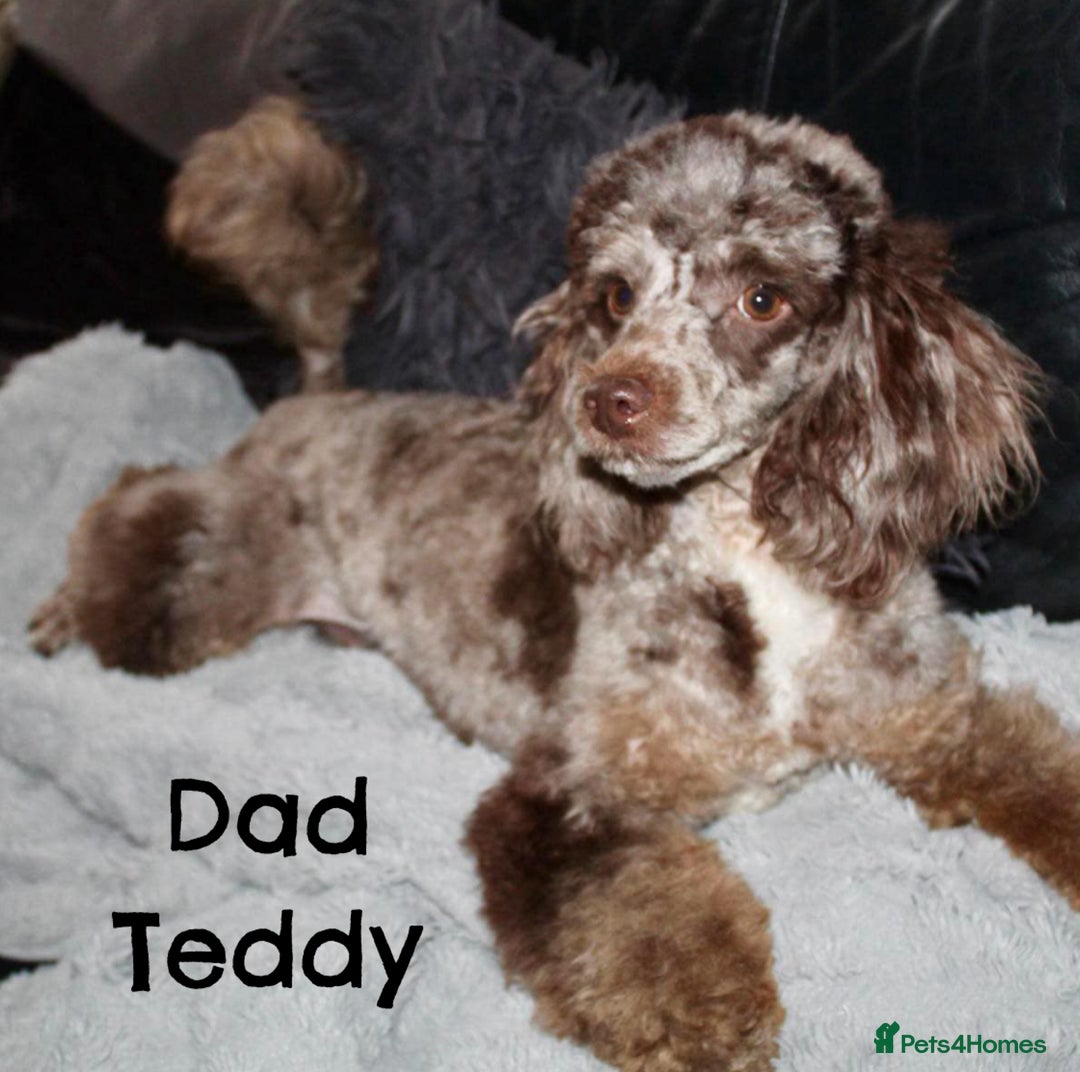 Cavapoo dogs for sale: Family raised Cavapoo puppies ready August - Image 14