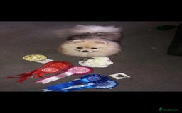 Pomeranian dogs for sale: Pomeranian show dogs x2 - Image 7