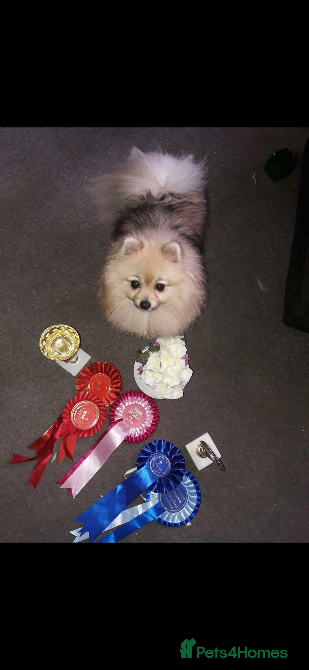 Pomeranian dogs for sale: Pomeranian show dogs x2 - Image 7