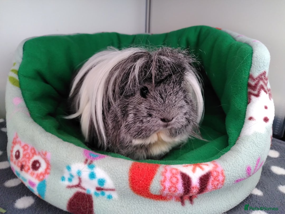 Guinea Pig rodents for sale: Two female guinea pigs - Image 1