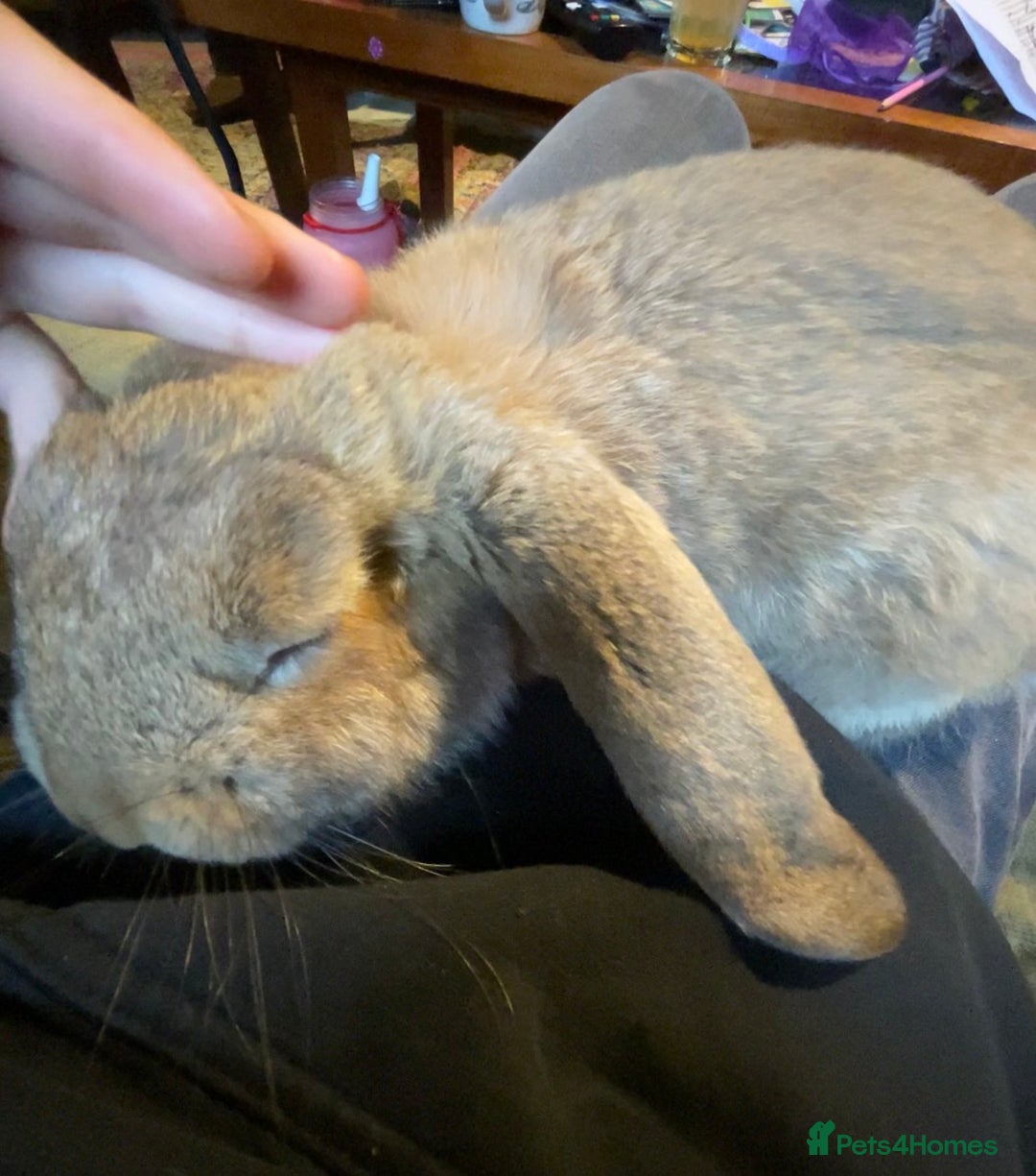 French Lop rabbits for sale: French Lop female 5 months old  - Advert 6