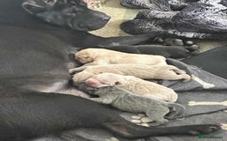 Shar Pei dogs for sale: Beautiful Shar Pei pups - Image 3