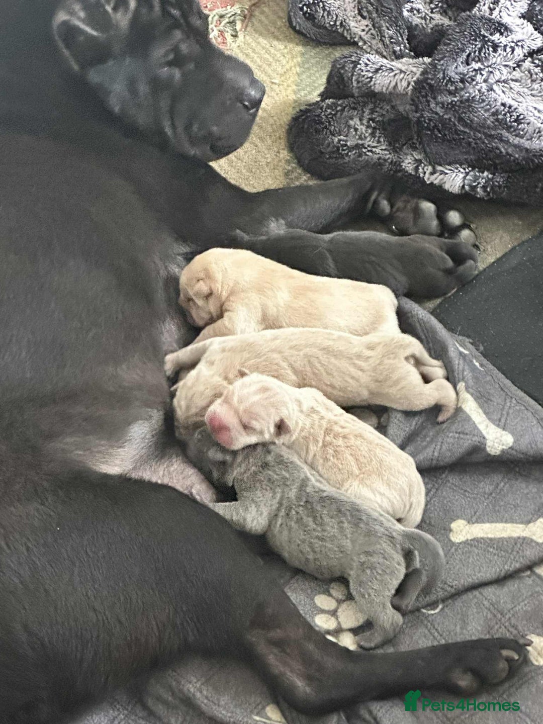 Shar Pei dogs for sale: Beautiful Shar Pei pups - Image 3