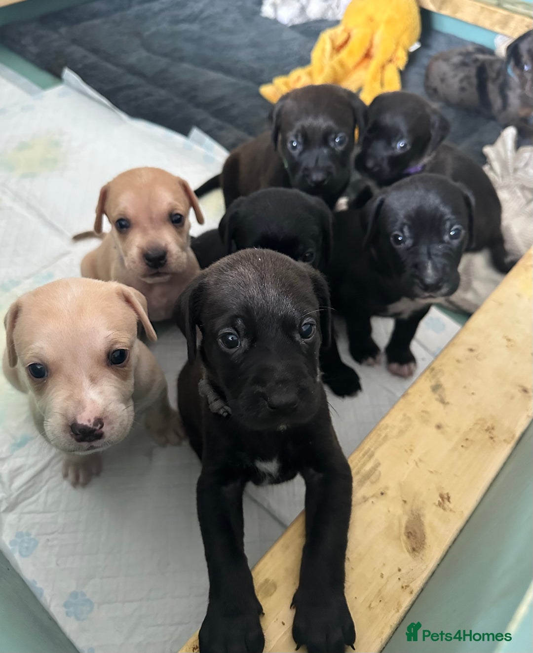 Mixed Breed dogs for sale: Labrador cross puppies for sale  - Image 2