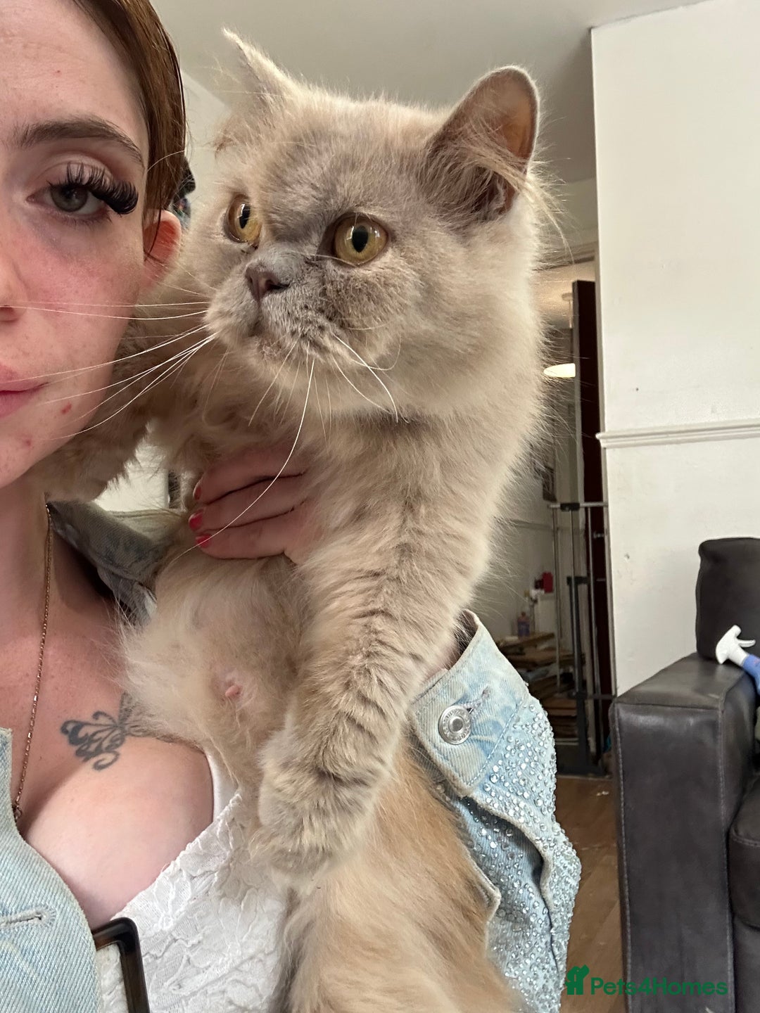 British Longhair cats for sale: Exotic British blue long haired  - Image 4