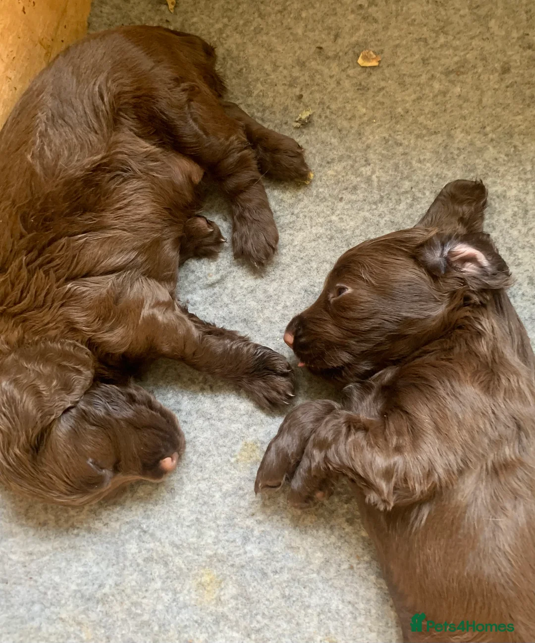 Cocker Spaniel dogs for stud: Boris (Bryn Rhos Major) for stud in Ammanford - Advert 15