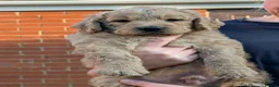 Goldendoodle dogs for sale: Golden doodles F1 in Grimsby - Advert 1