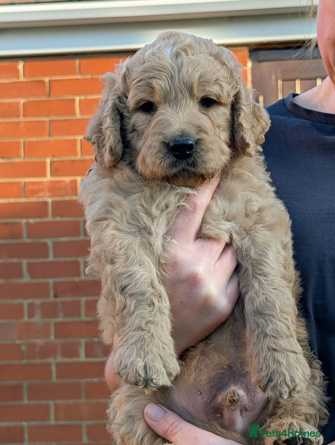Goldendoodle dogs for sale: Golden doodles F1 in Grimsby - Advert 1