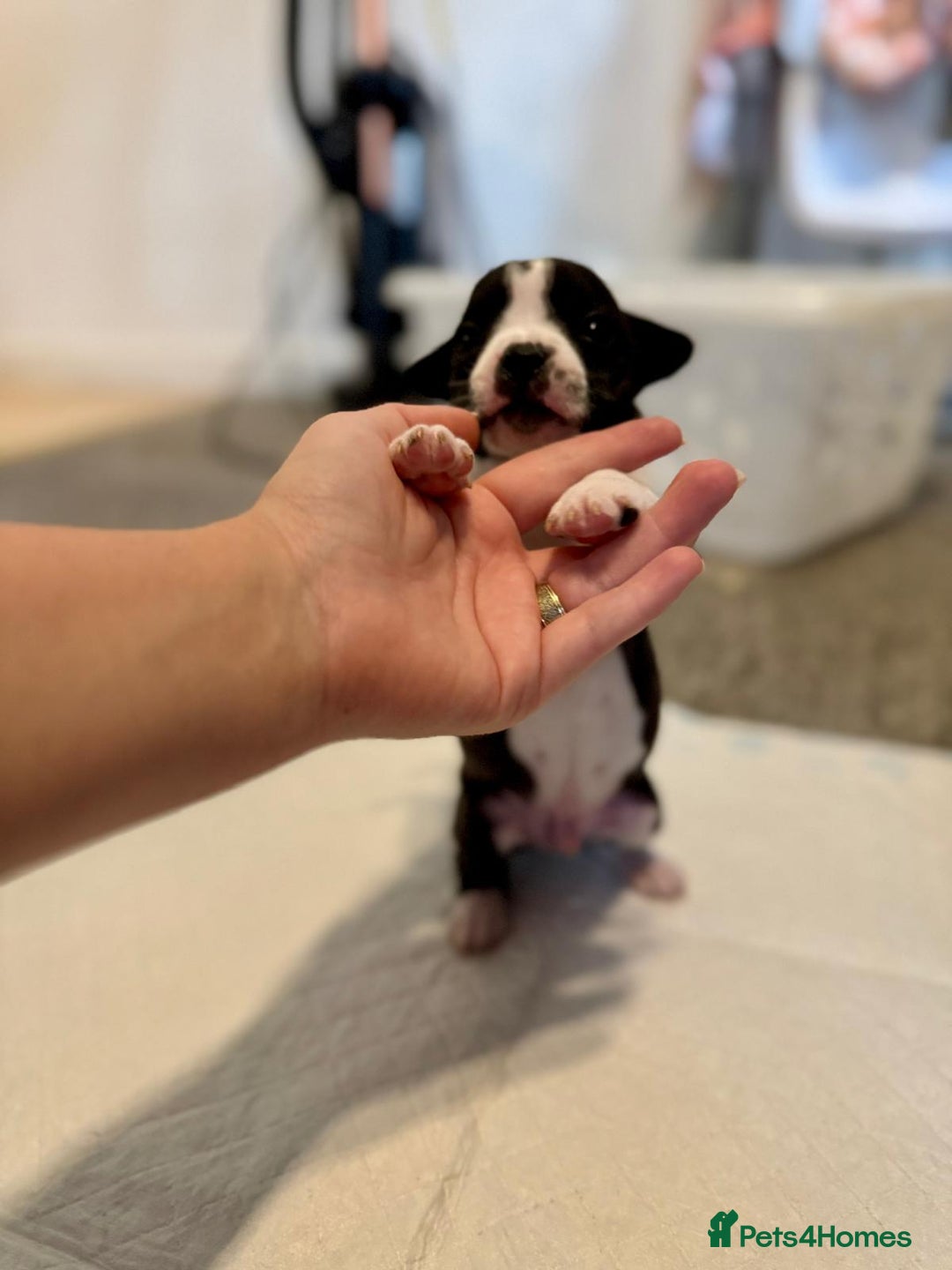 Mixed Breed dogs for sale: French bulldog x American staff - Image 27