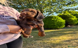 Cocker Spaniel dogs for sale: Working cocker spaniels  - Image 18