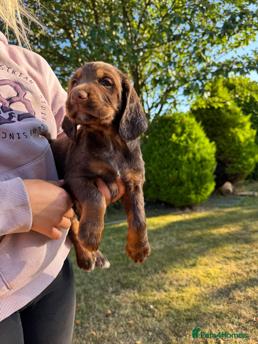 Cocker Spaniel dogs for sale: Working cocker spaniels  - Image 18