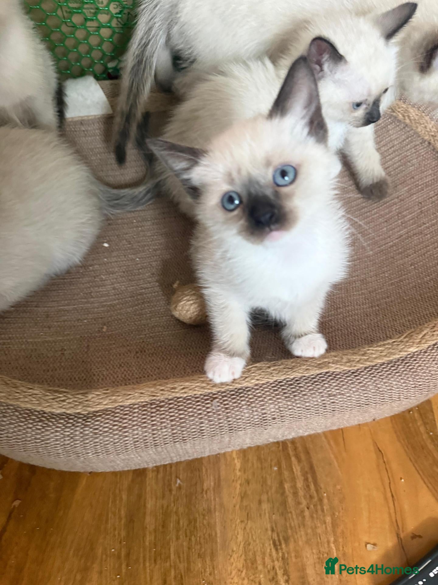 Siamese cats Siamese Old style Choco point crossed with Ragdoll - Advert 2