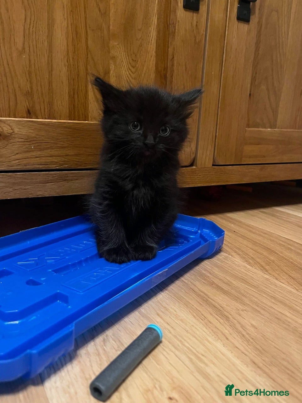 Mixed Breed cats Beautiful Black & White Boy Kitten – 8 Weeks Old - Advert 2