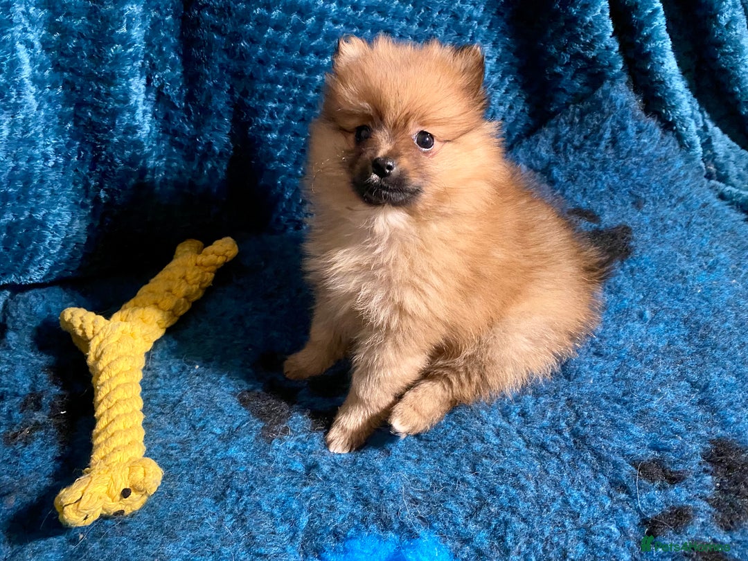 Pomeranian dogs for stud: Chocolate Stud Kc Registered ,Embark tested in Runcorn - Image 21