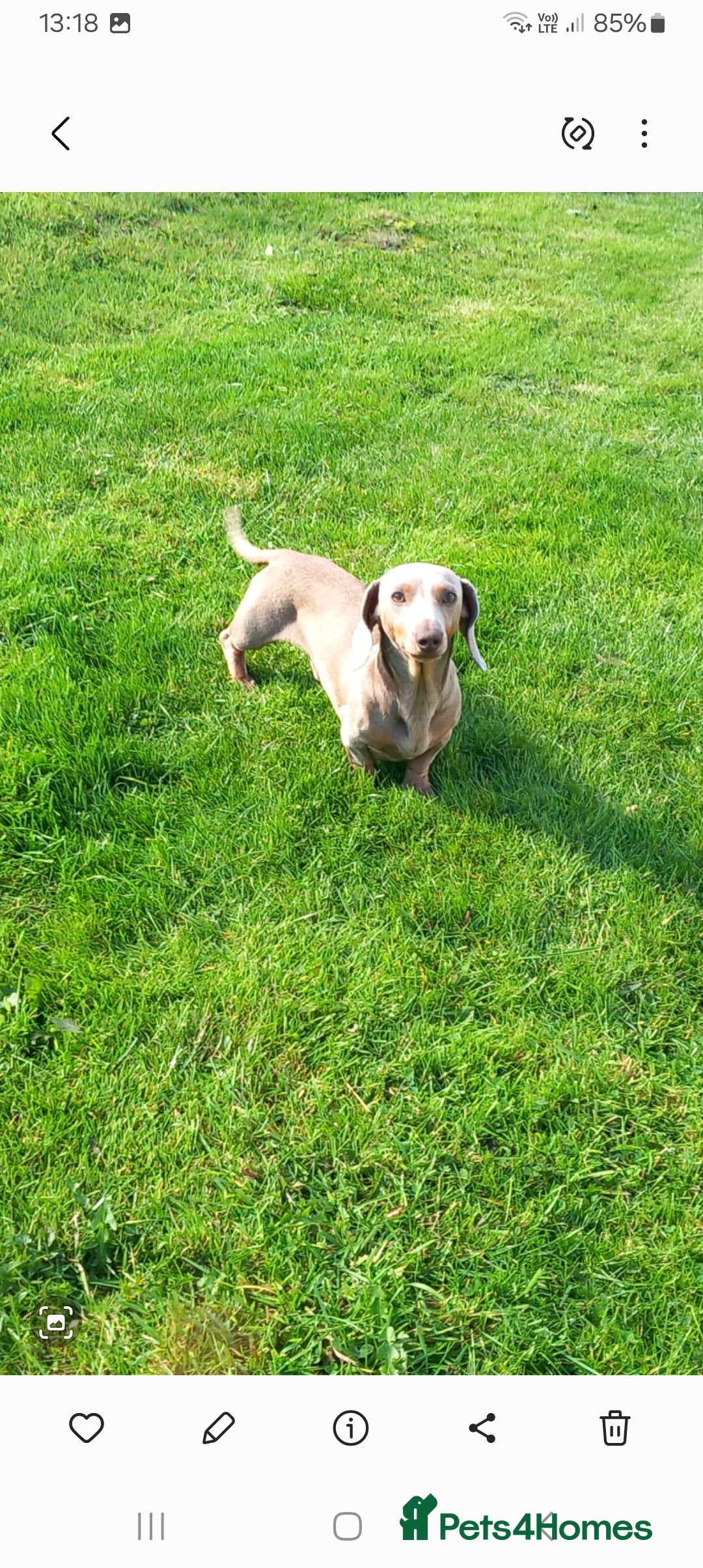 Miniature Dachshund dogs Issabella and tan  - Advert 15