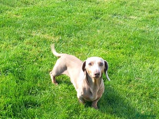 Miniature Dachshund dogs Issabella and tan - Advert 21