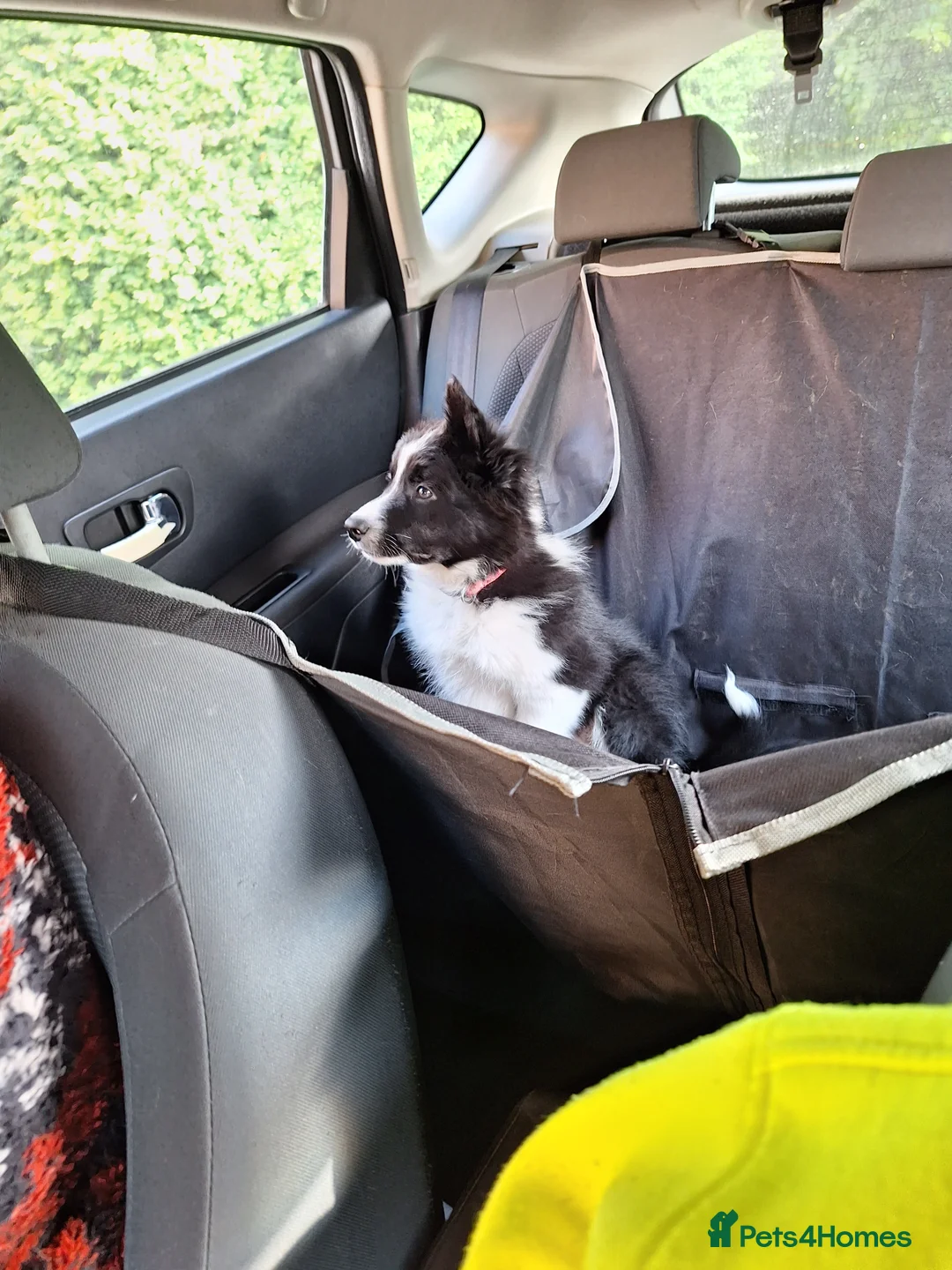 Border Collie dogs for stud: ISDS&KC Fully Tested Border Collie for Stud in Bicester - Advert 20