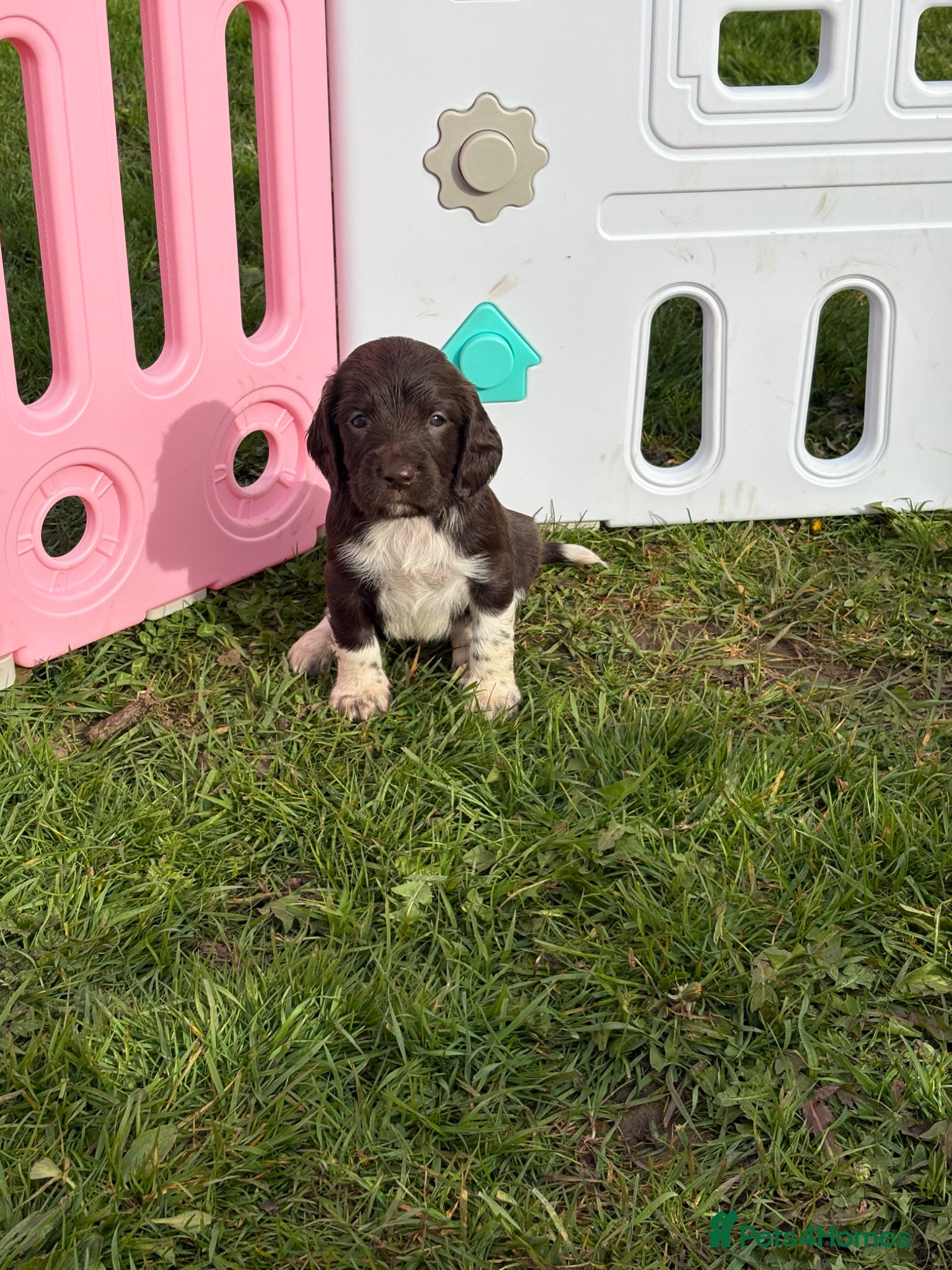 English Springer Spaniel dogs Springer spaniel puppies  - Advert 4