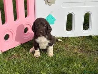 English Springer Spaniel dogs Springer spaniel puppies - Advert 4